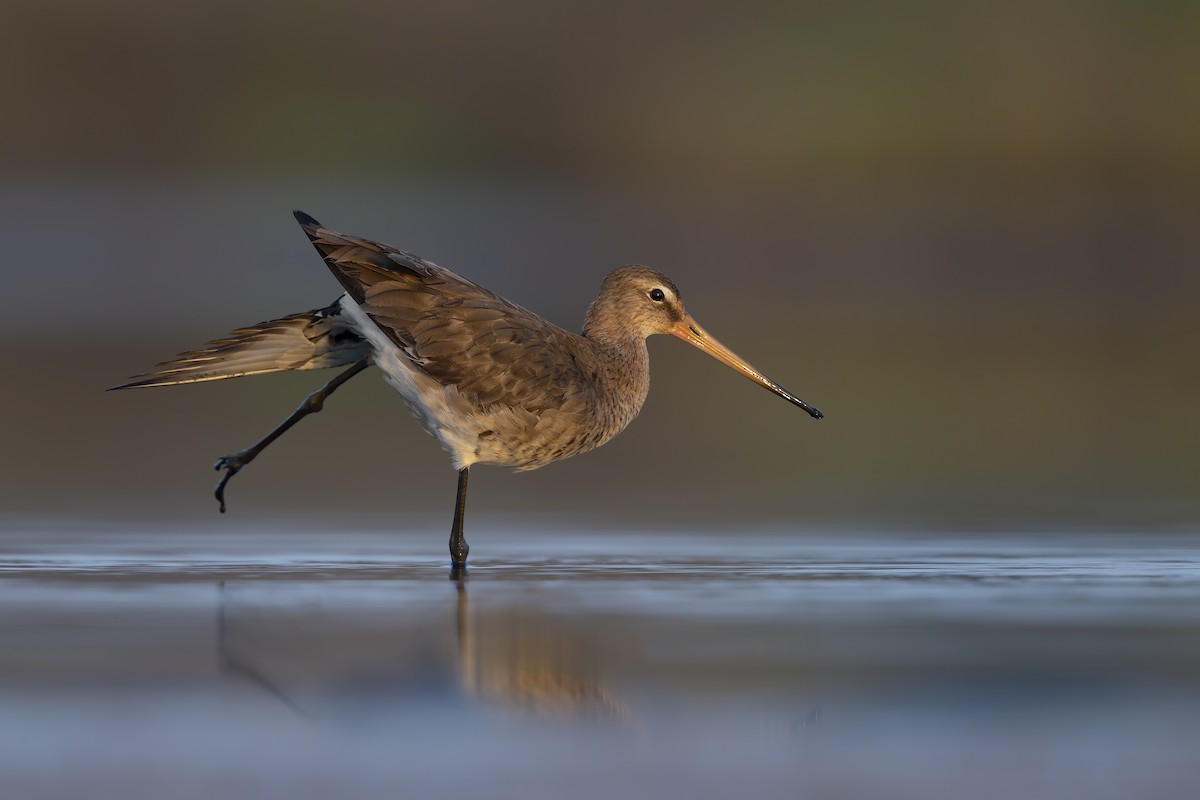 Black-tailed Godwit - ML203514821