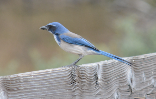 California Scrub-Jay - ML20351671