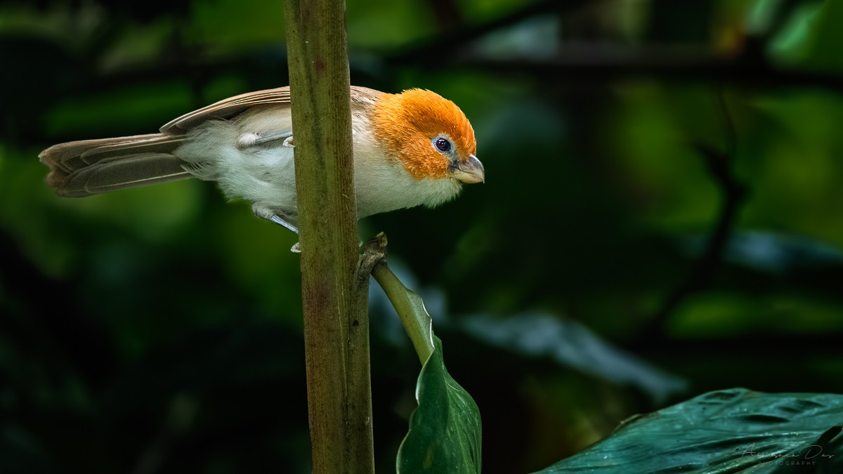 White-breasted Parrotbill - Abhishek Das