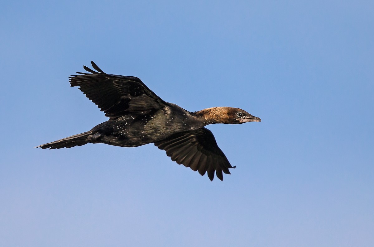 Pygmy Cormorant - ML203517081