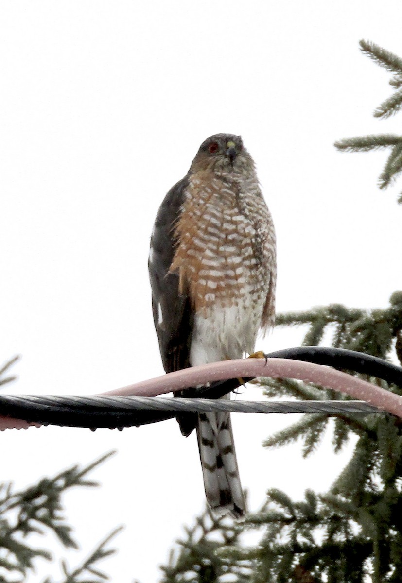 Sharp-shinned Hawk - ML203517481