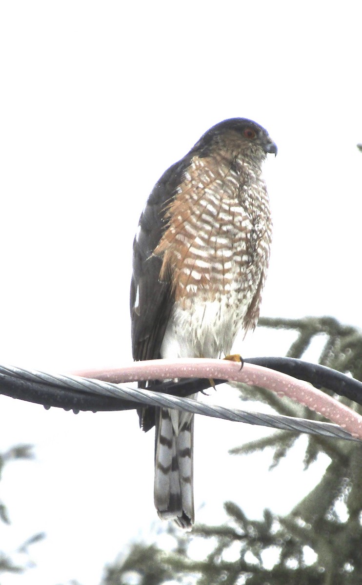 Sharp-shinned Hawk - ML203517551