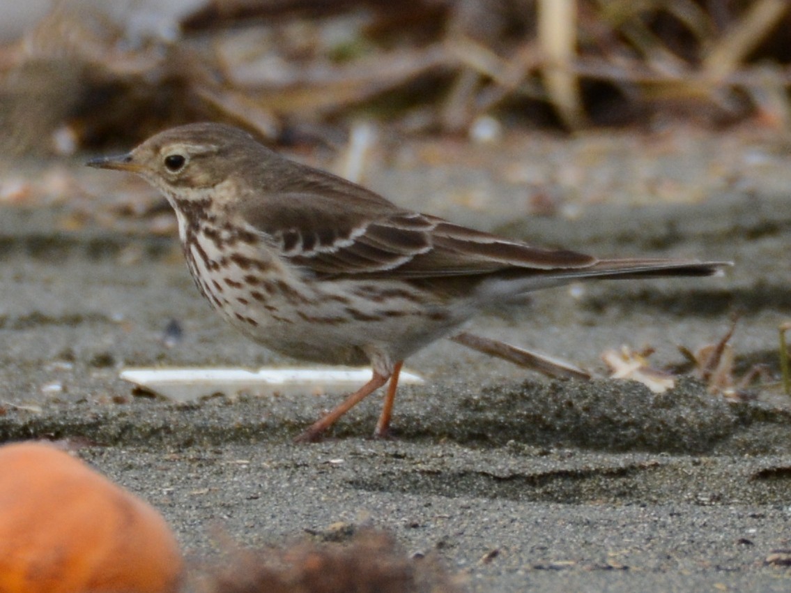 American Pipit (japonicus) - Ergün Cengiz