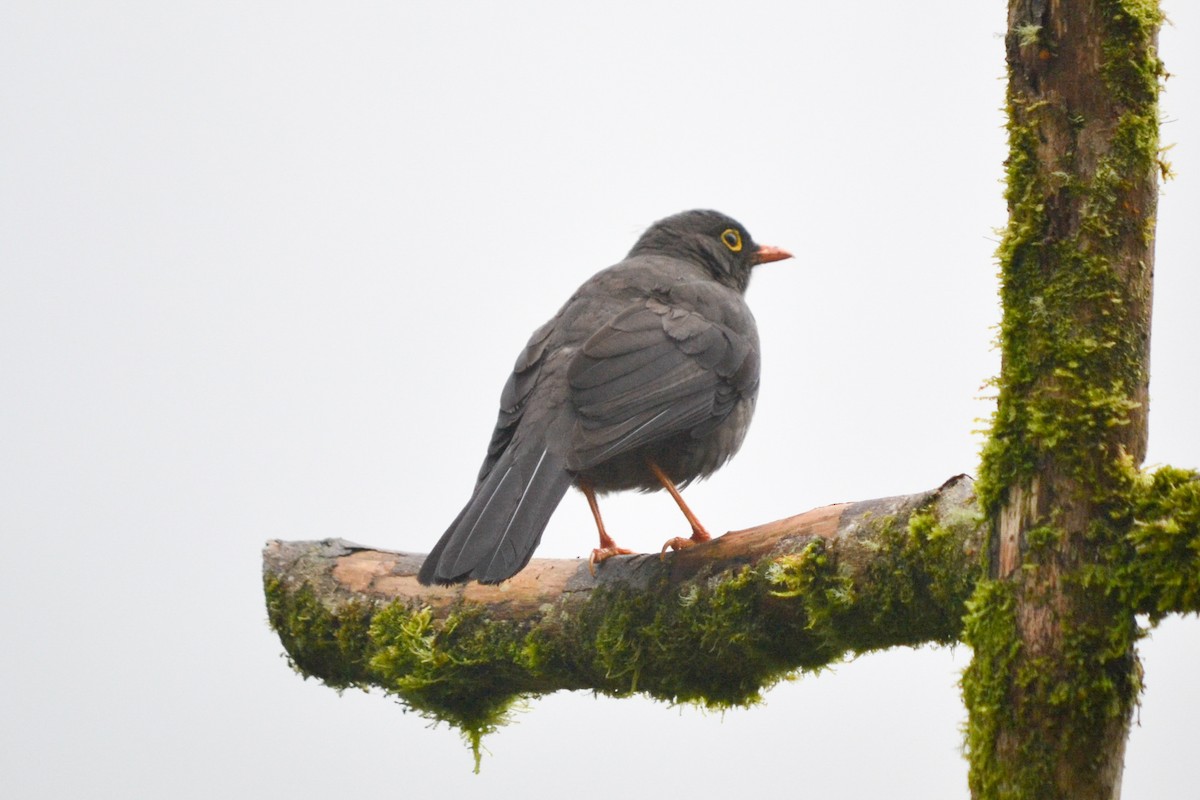 Great Thrush - Alison Bentley