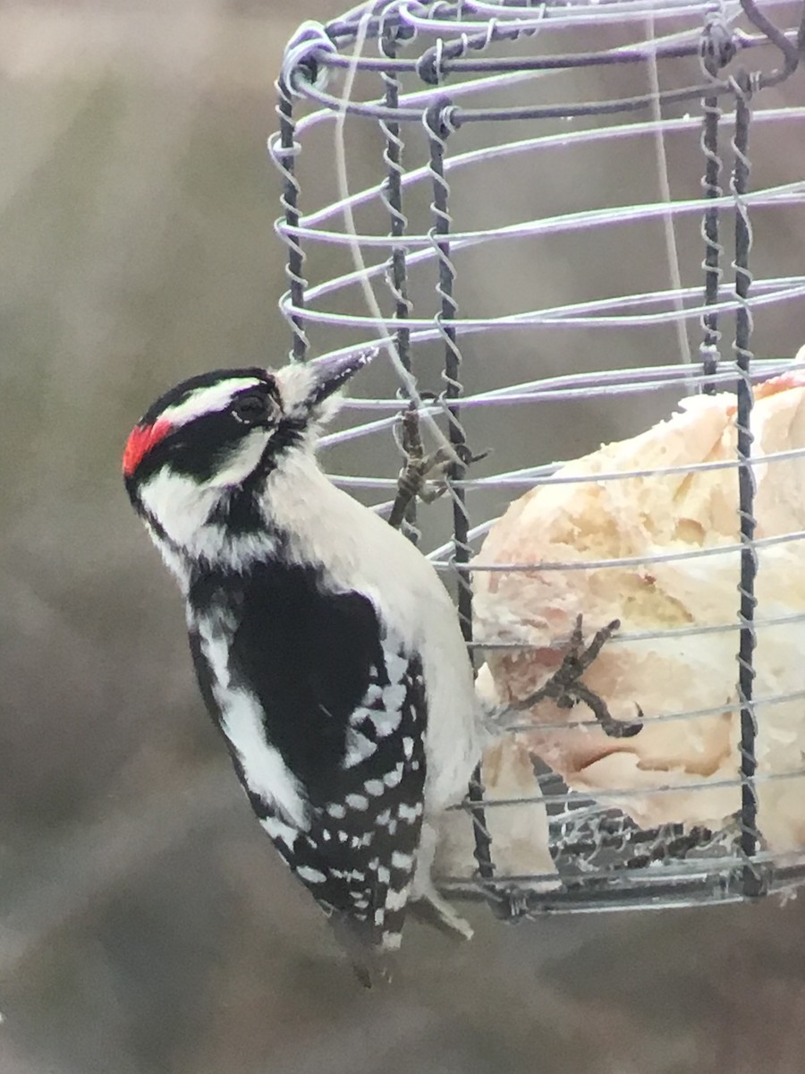 Downy Woodpecker - ML203528551