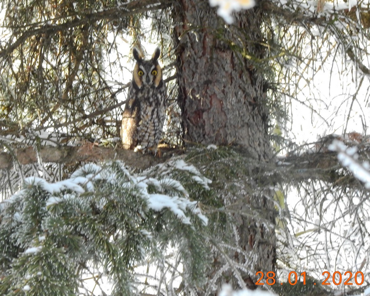 Long-eared Owl - ML203528841