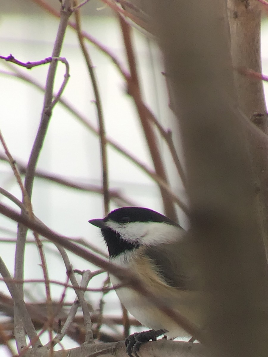 Black-capped Chickadee - ML203529241