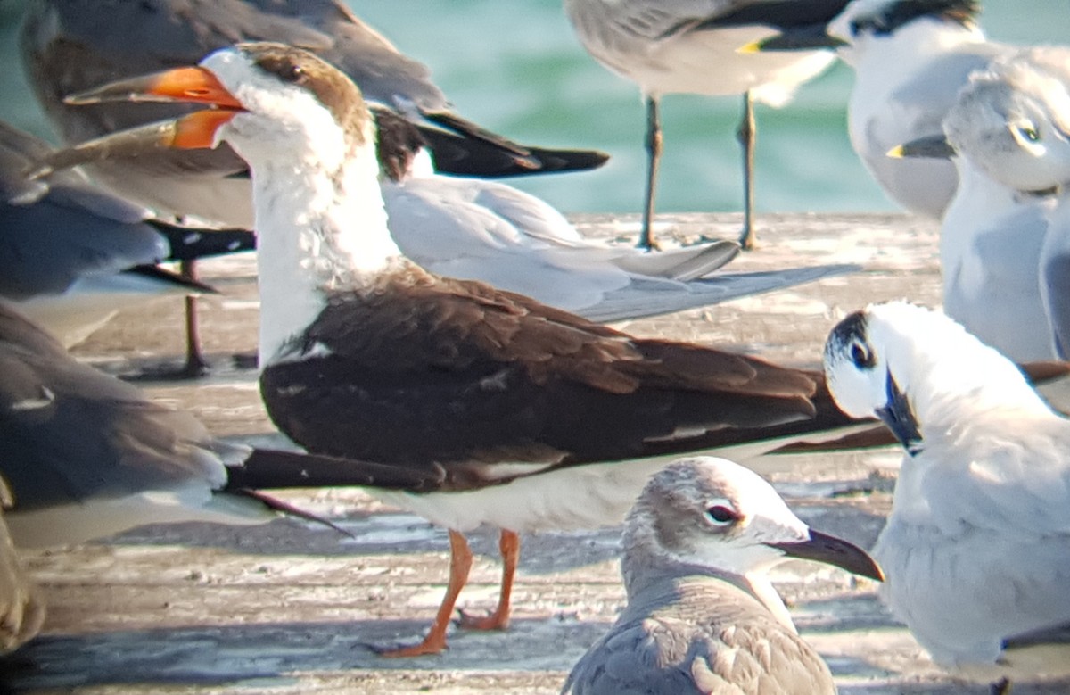 Black Skimmer - ML203529261