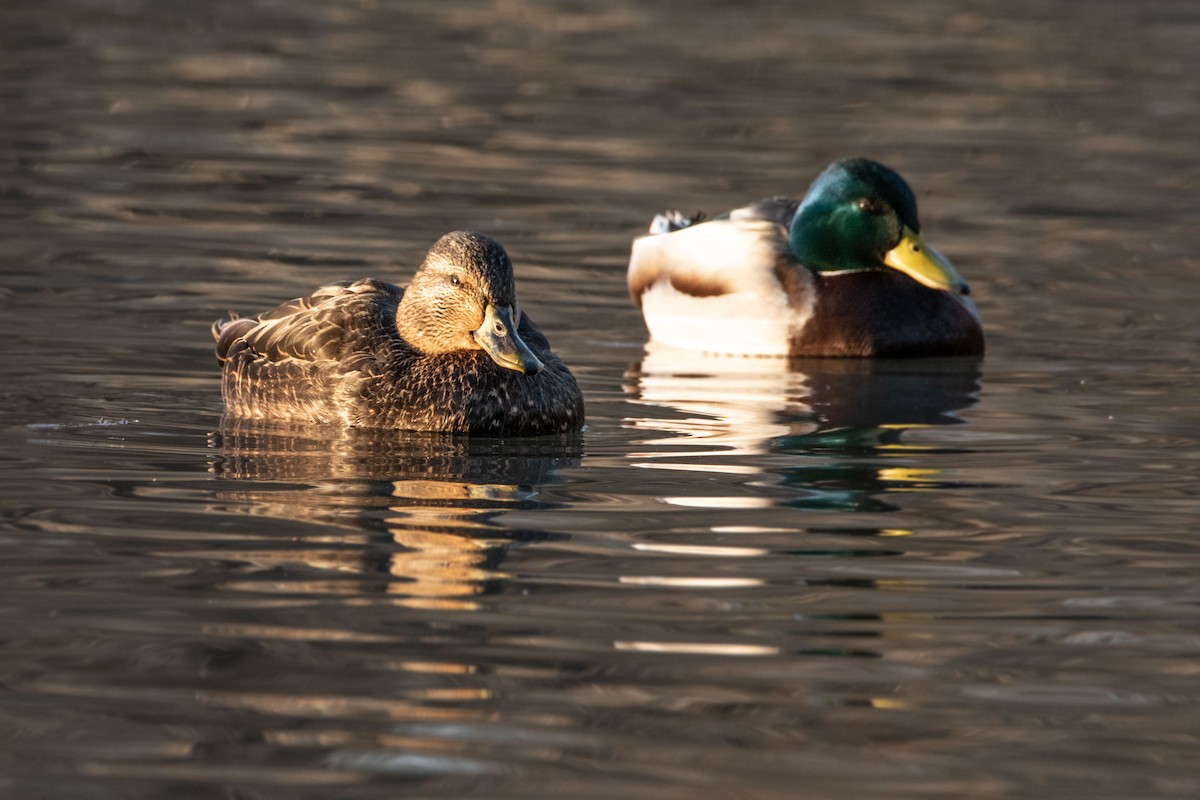 American Black Duck - ML203529931