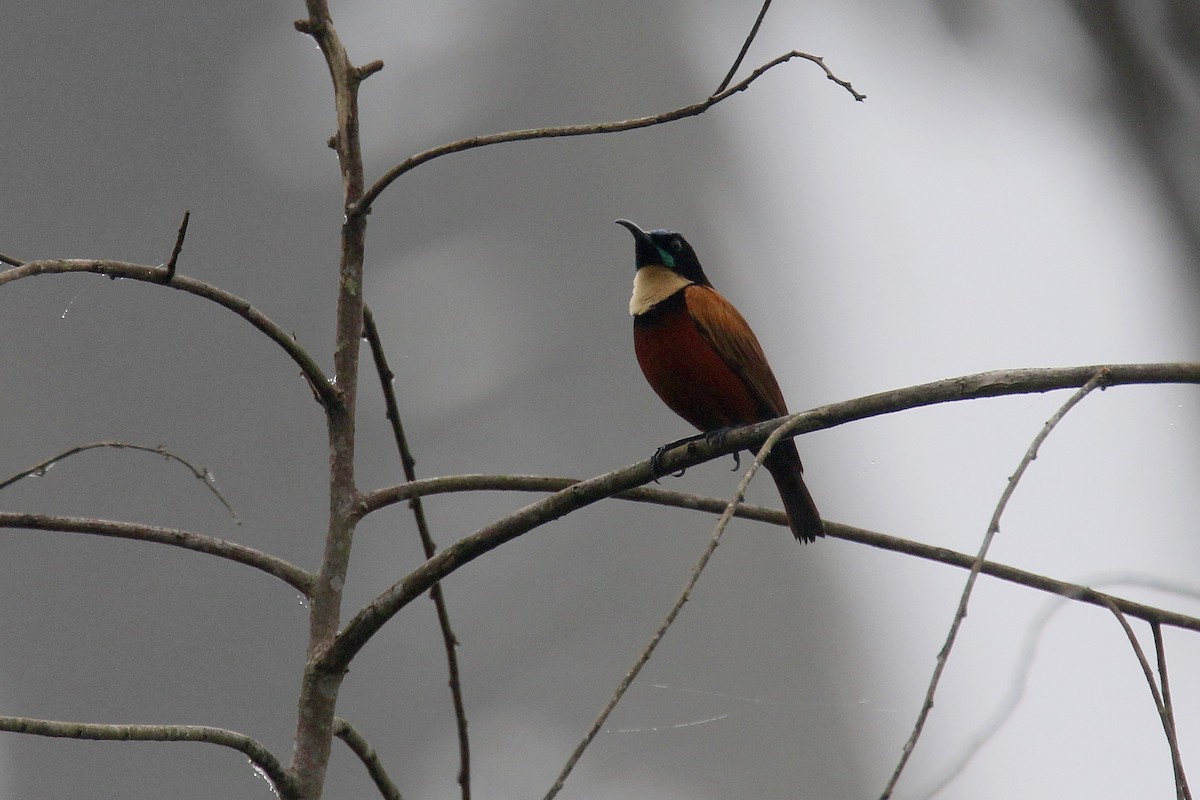 Buff-throated Sunbird - ML203530481