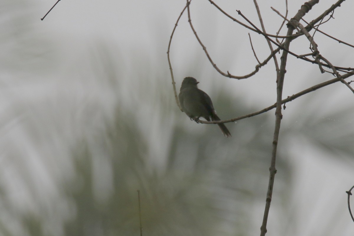 Dusky-blue Flycatcher - ML203530591