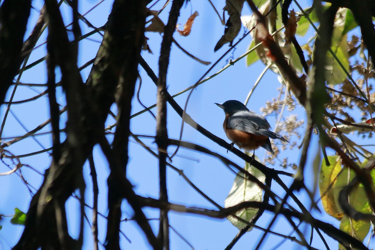 Cinnamon-bellied Flowerpiercer - ML203530671