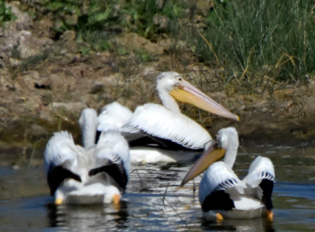 pelikán severoamerický - ML20353211
