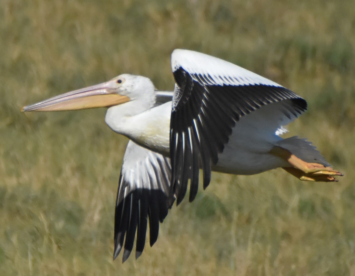 pelikán severoamerický - ML20353221