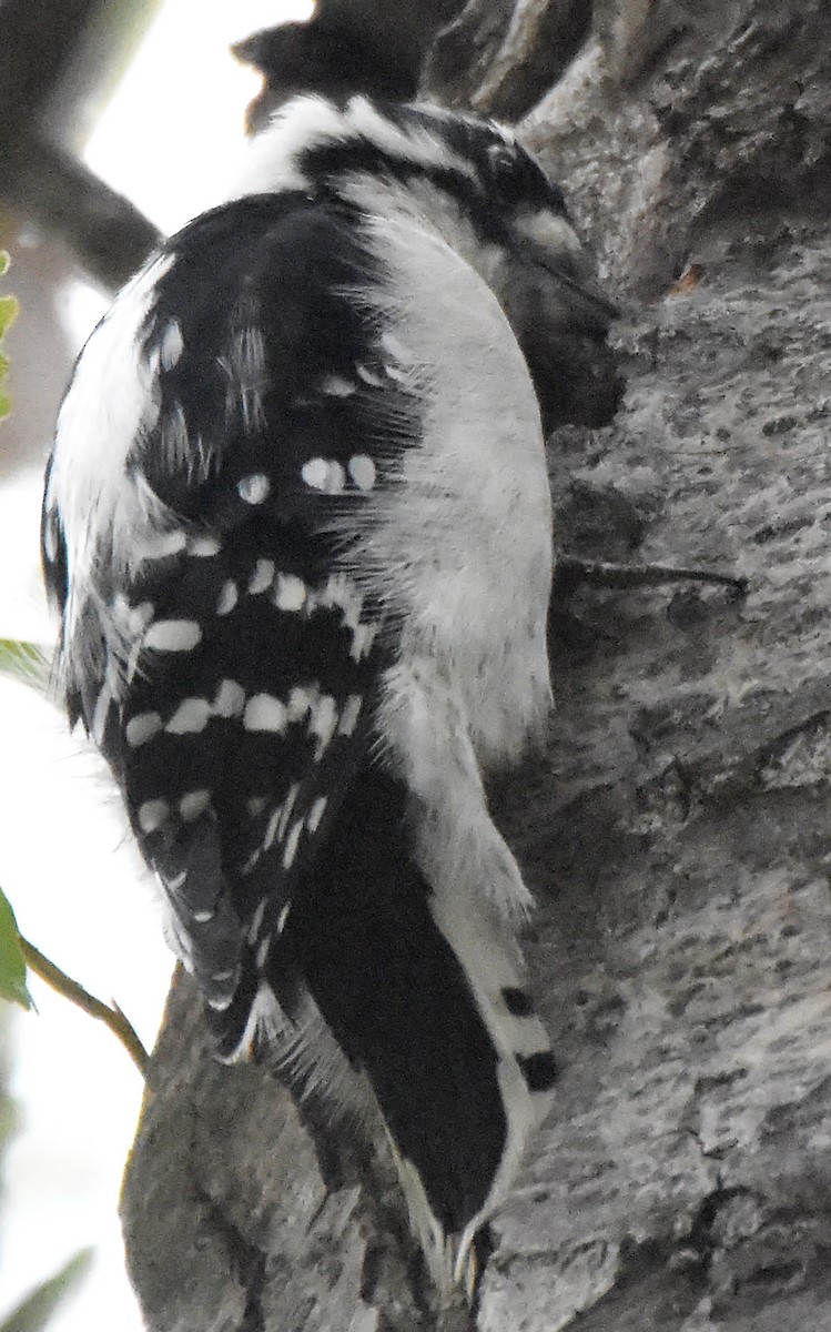 Downy Woodpecker - ML20353251