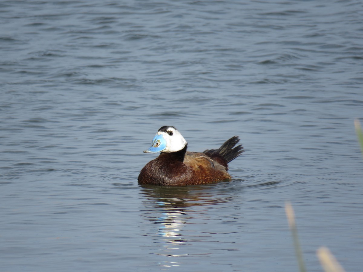 White-headed Duck - Jesús Ruiz Rodrigo