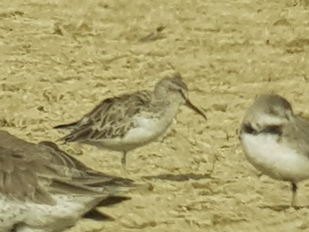 Сянби элсэг - ML203533211