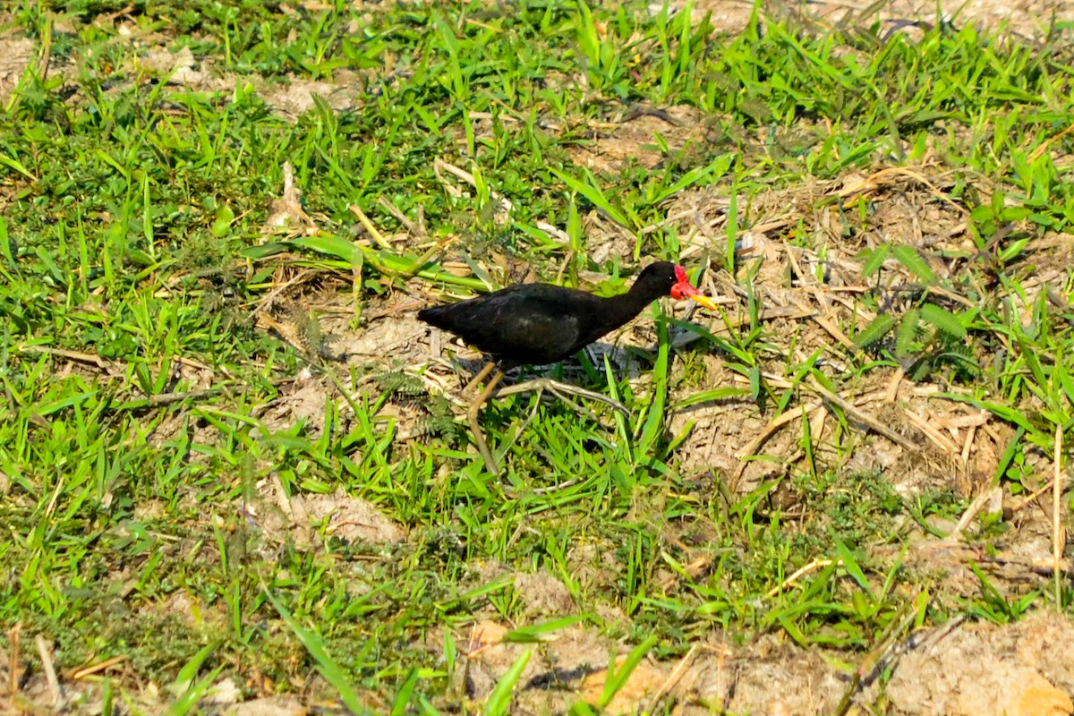 Wattled Jacana - Alison Bentley