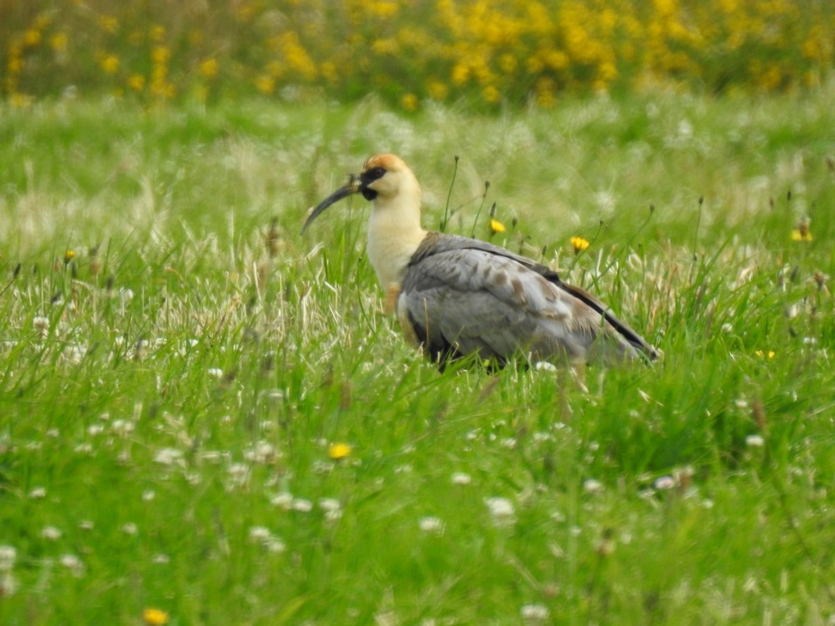 Black-faced Ibis - ML203537471