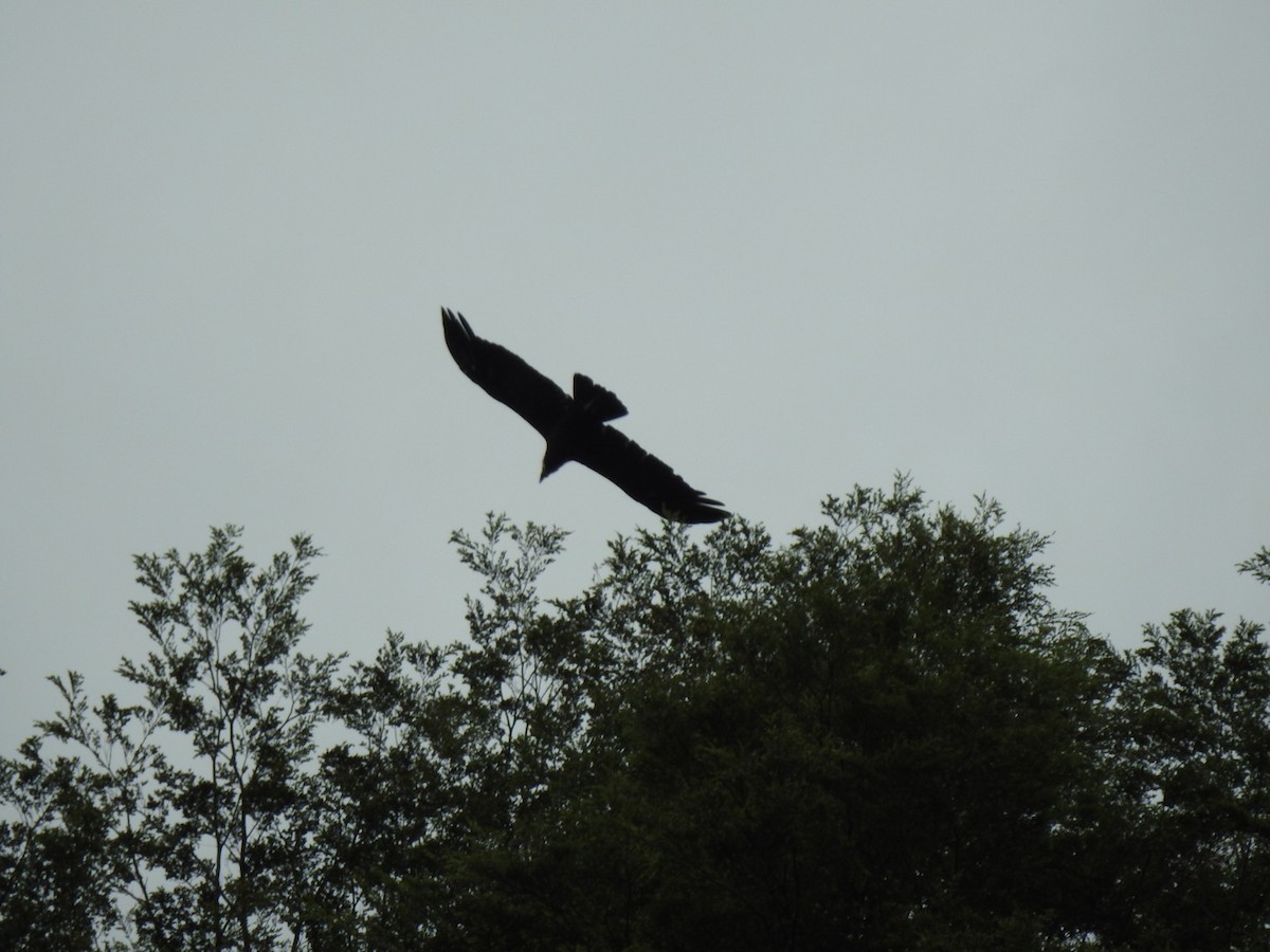 Andean Condor - ML203537491