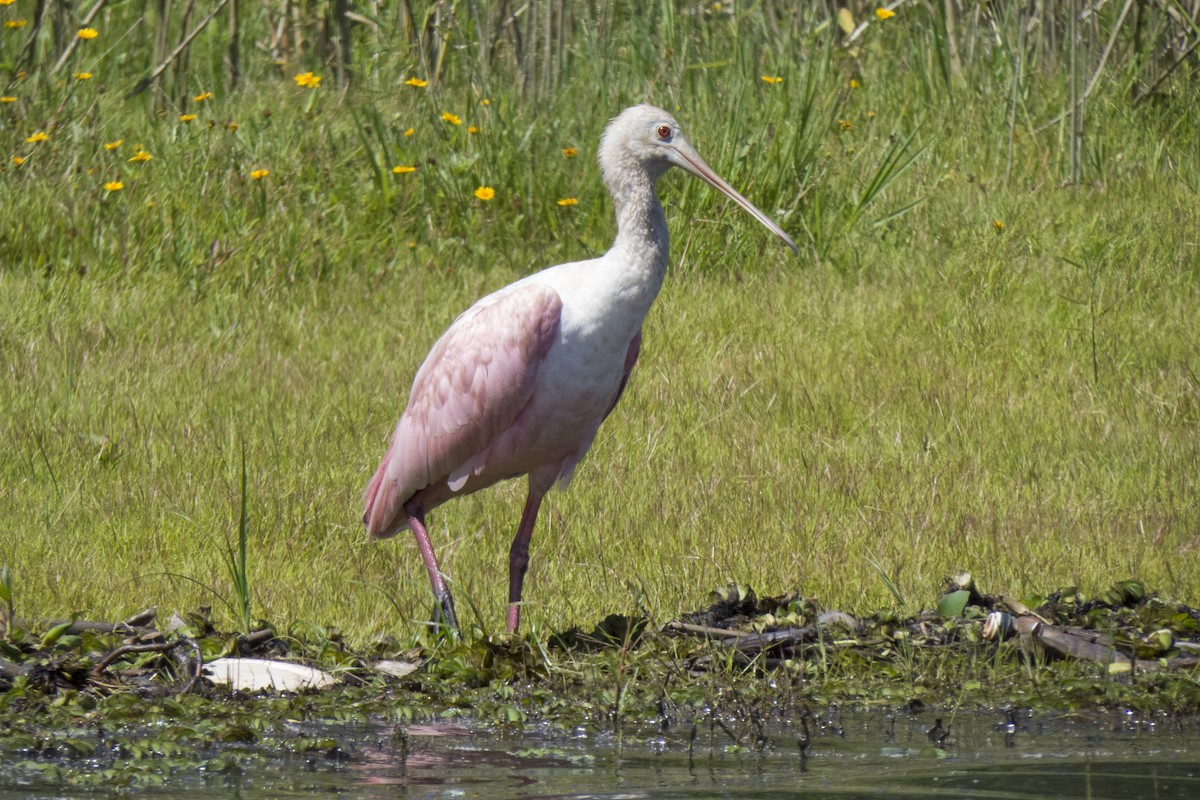 Roseate Spoonbill - ML203537671