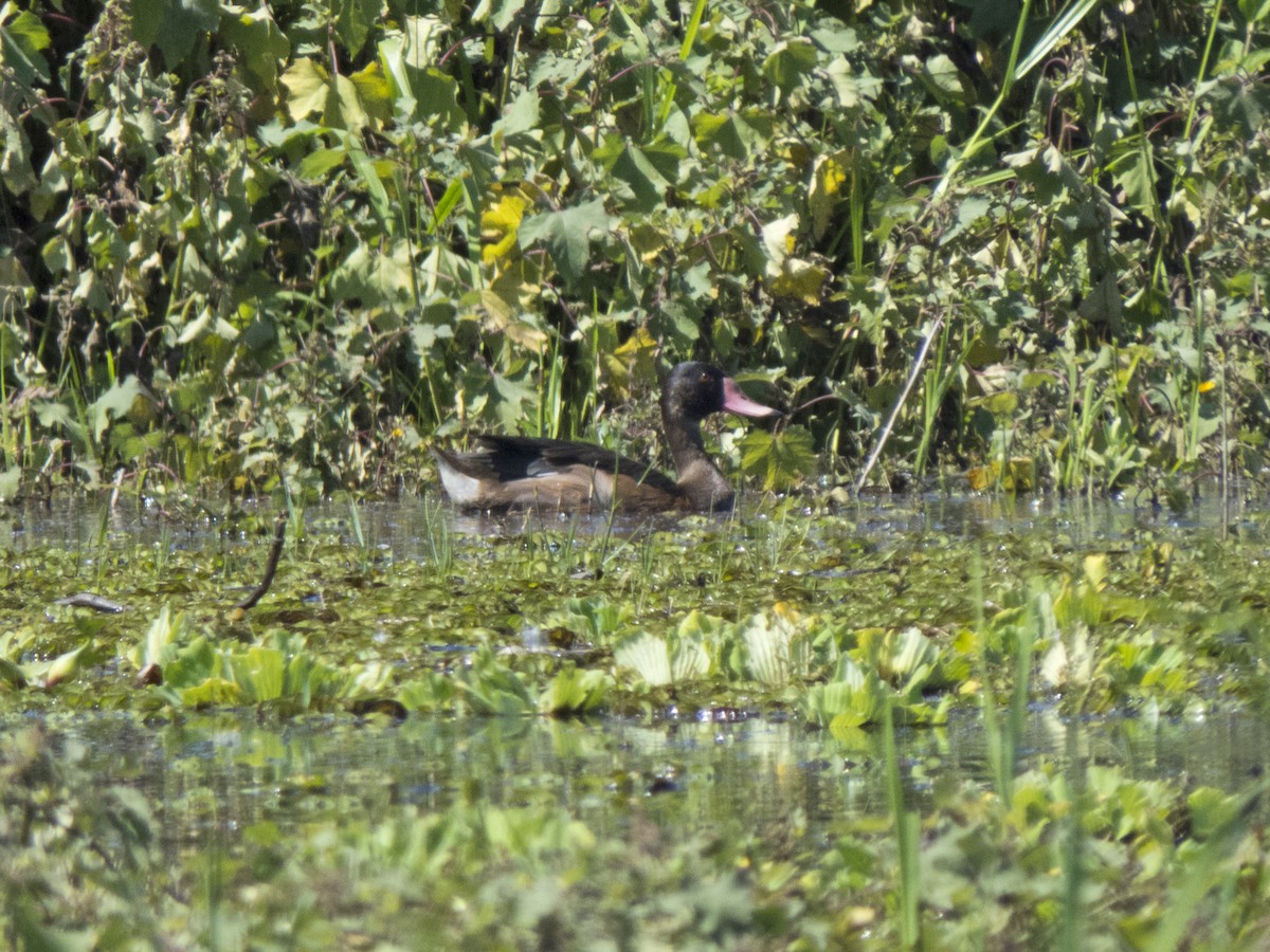 Rosy-billed Pochard - ML203537791