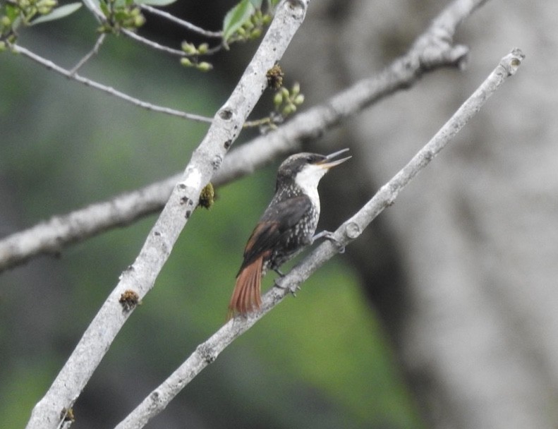 White-throated Treerunner - ML203537891