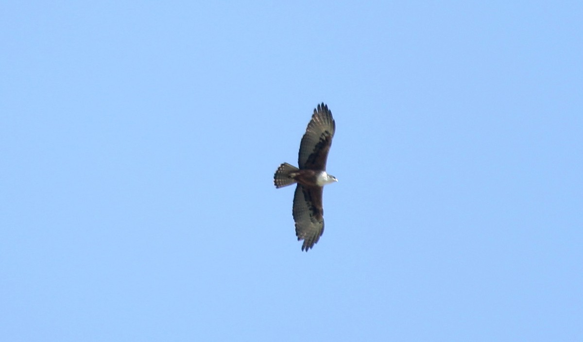 Rufous-bellied Eagle - ML20353871