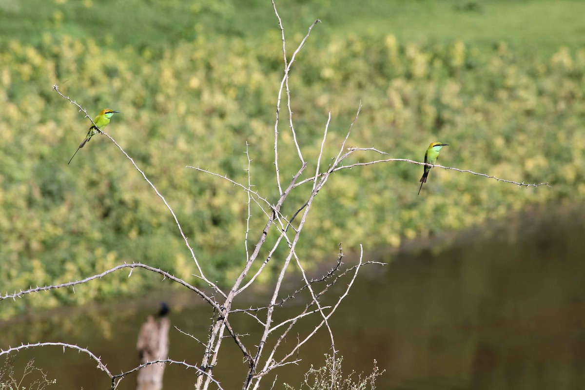 Asian Green Bee-eater - ML20353921