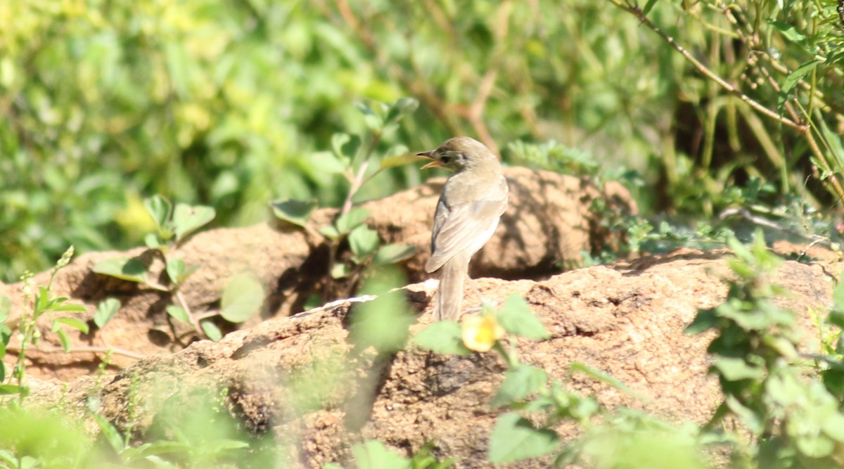 Blyth's Reed Warbler - ML20354051