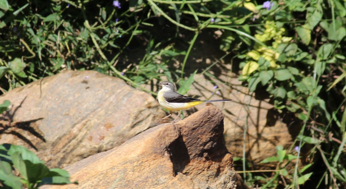 Gray Wagtail - ML20354101