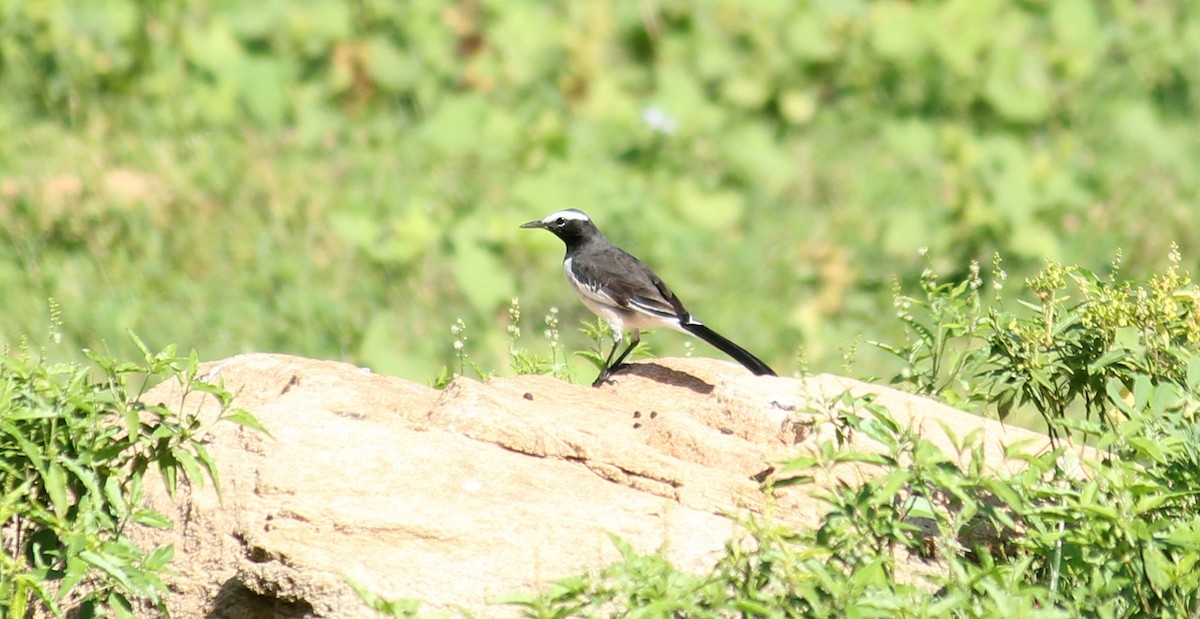 White-browed Wagtail - ML20354111