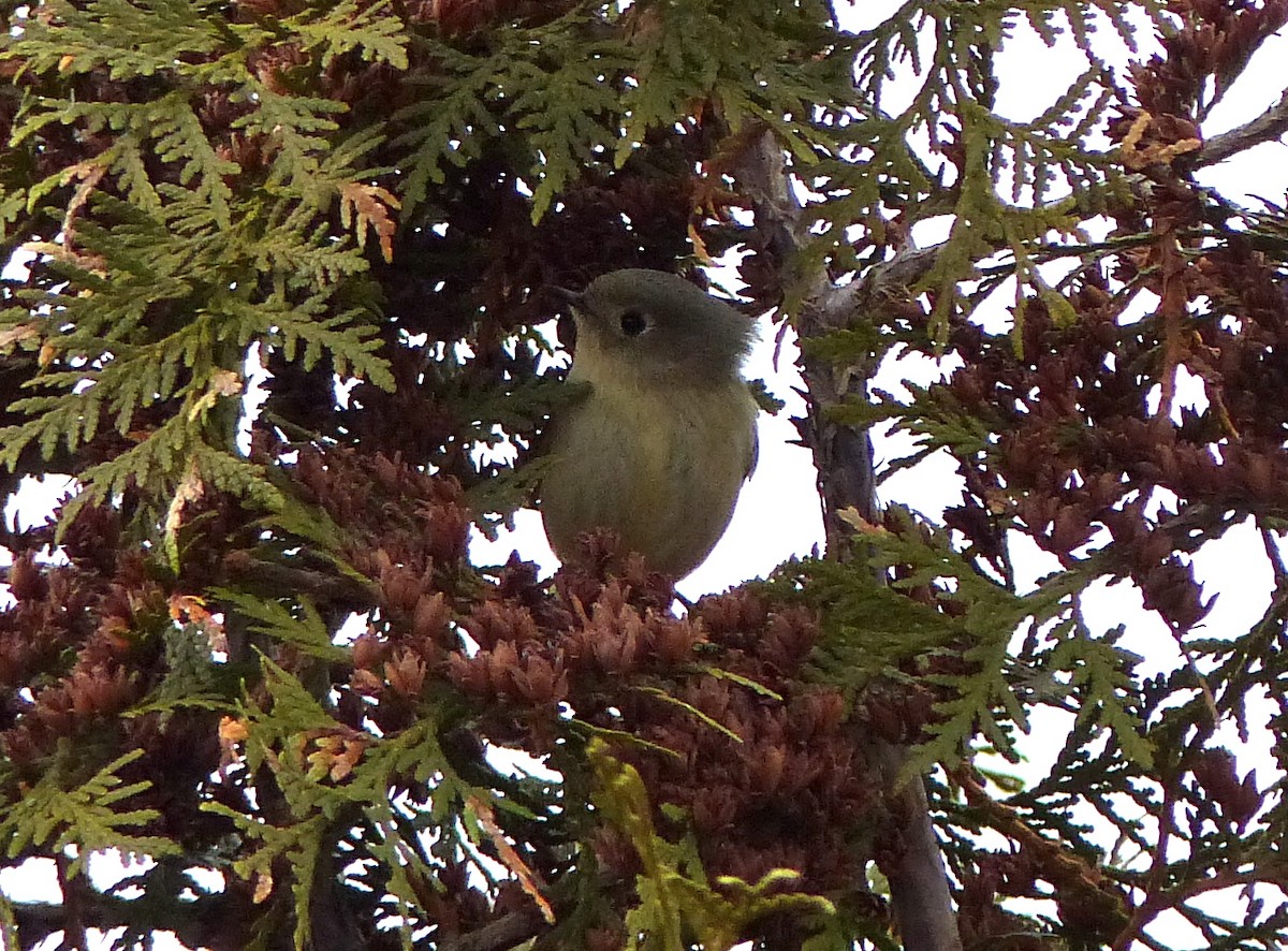 Ruby-crowned Kinglet - ML203542241