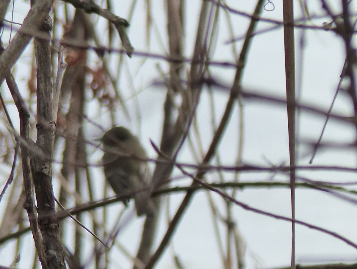 Eastern Phoebe - Marc Lichtenberg