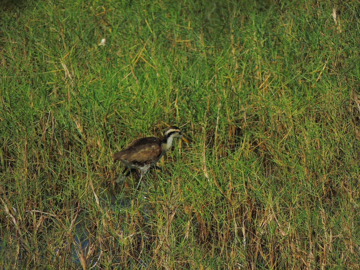 Northern Jacana - Eloisa Hdez S.