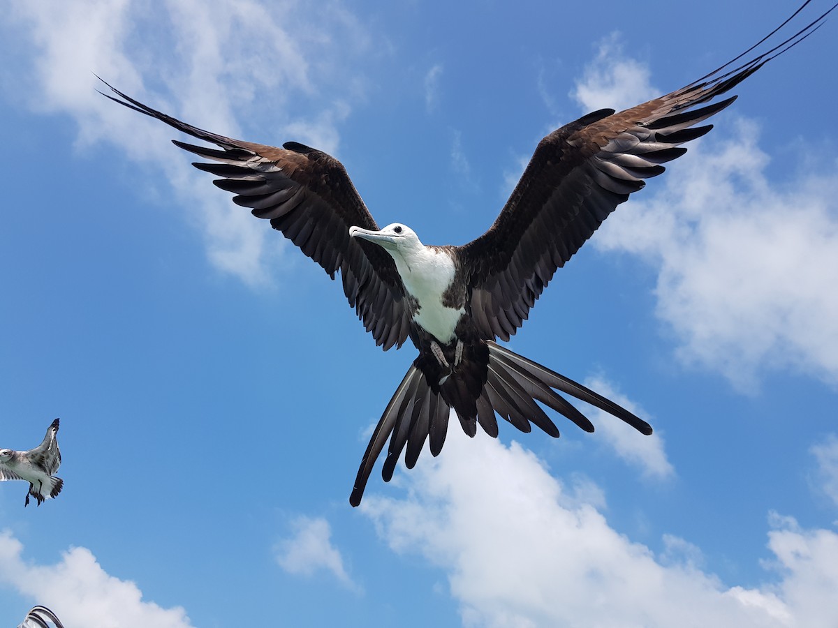 Magnificent Frigatebird - Fidelio Jr Montes