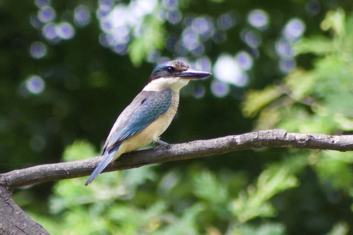 Sacred Kingfisher - ML203543761