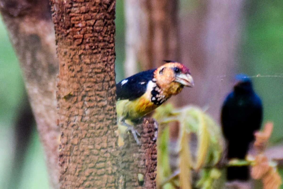 Crested Barbet - ML203544681