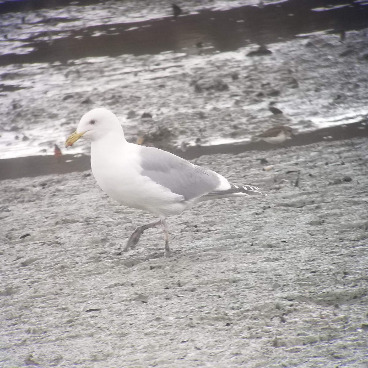 Western x Glaucous-winged Gull (hybrid) - ML203547021