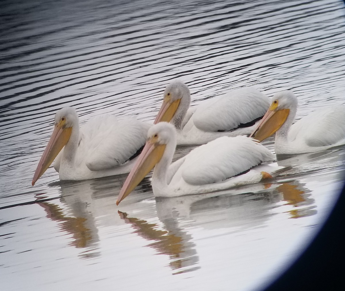 pelikán severoamerický - ML203547131