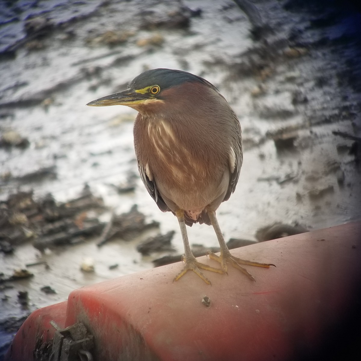 Green Heron - ML203547601