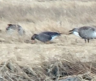 Greater White-fronted Goose - ML203551951