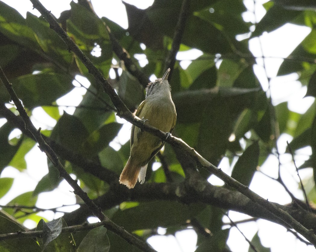 Chestnut-shouldered Antwren - ML203553201