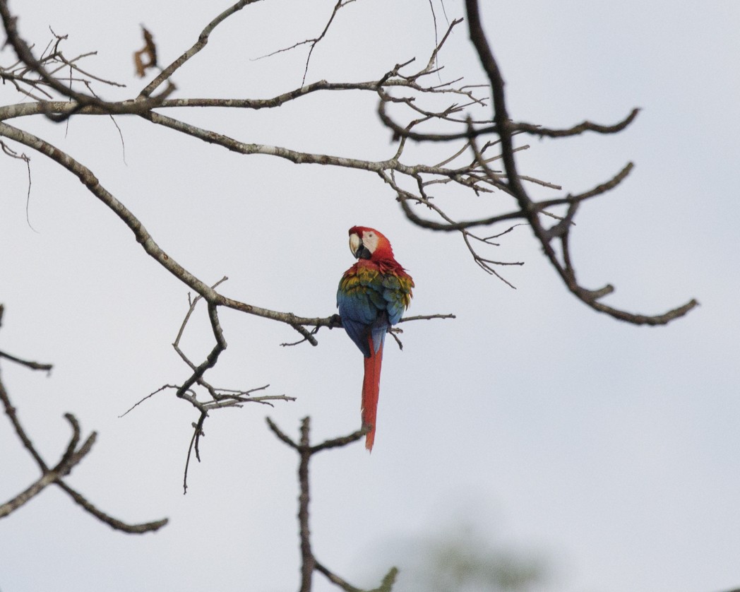 Scarlet Macaw - Silvia Faustino Linhares