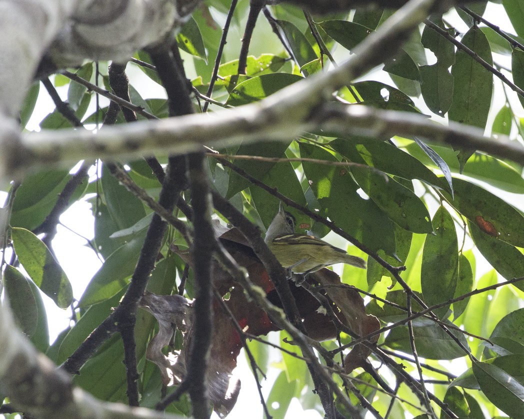 Chestnut-shouldered Antwren - Silvia Faustino Linhares