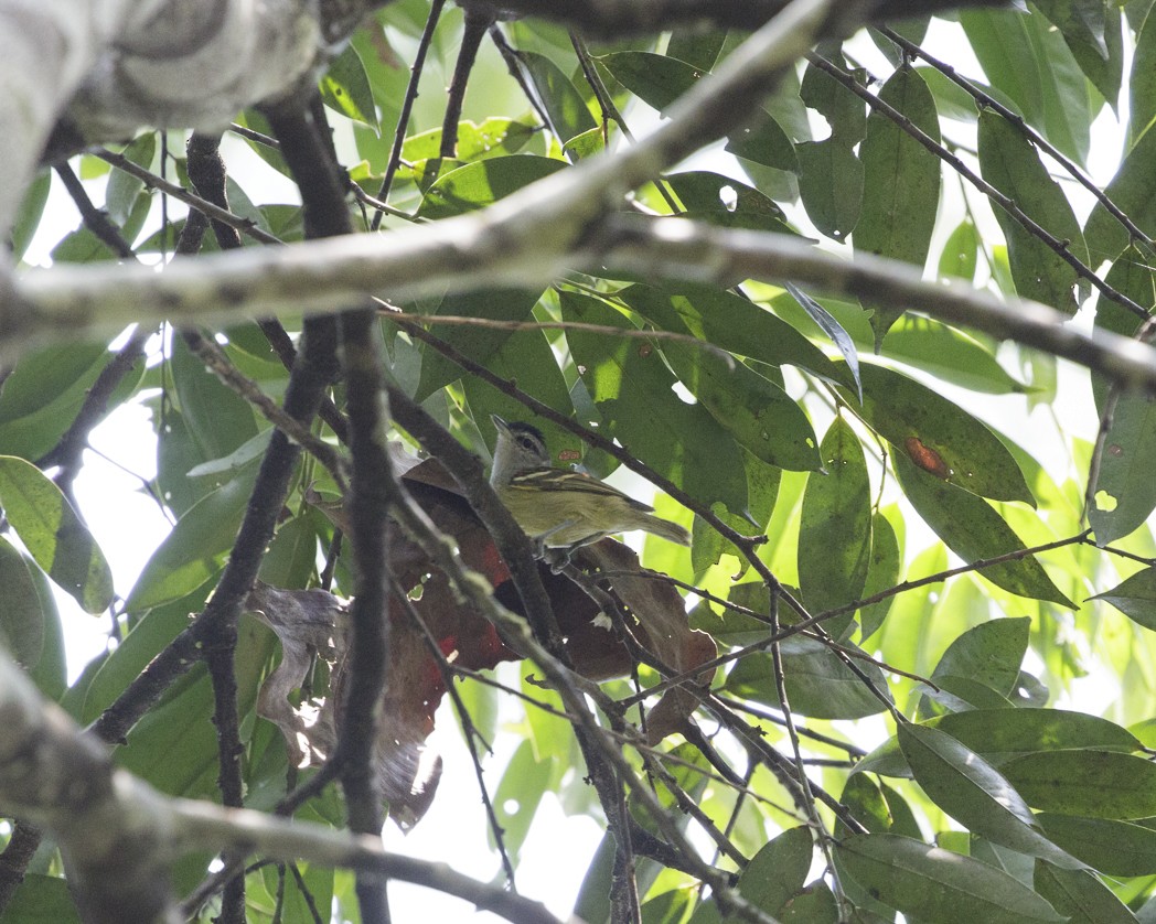 Chestnut-shouldered Antwren - ML203553251