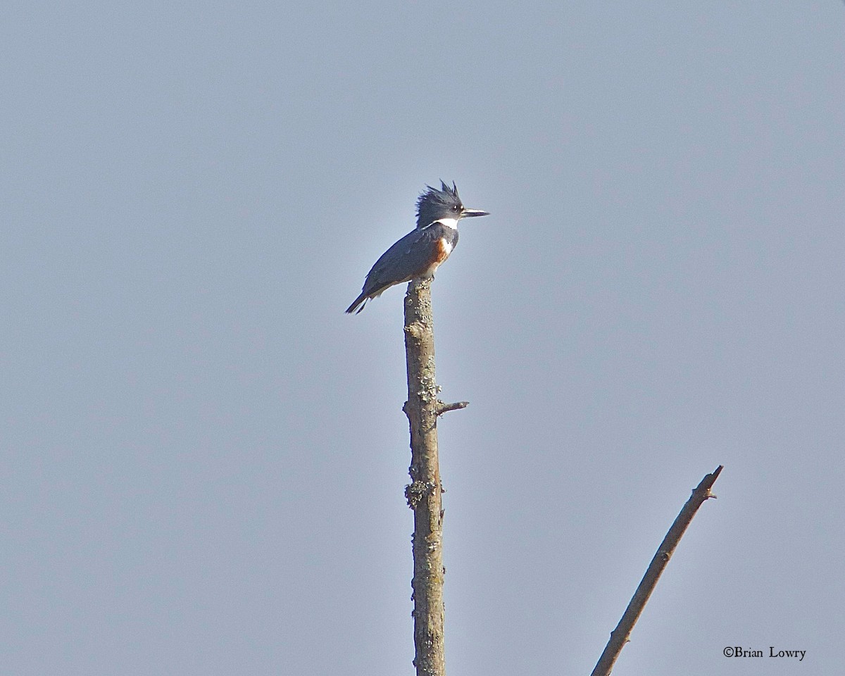 Belted Kingfisher - Brian Lowry