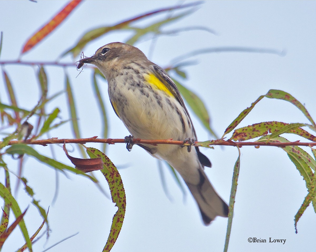 Yellow-rumped Warbler - Brian Lowry