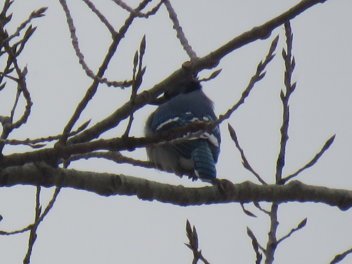 Blue Jay - ML203554851