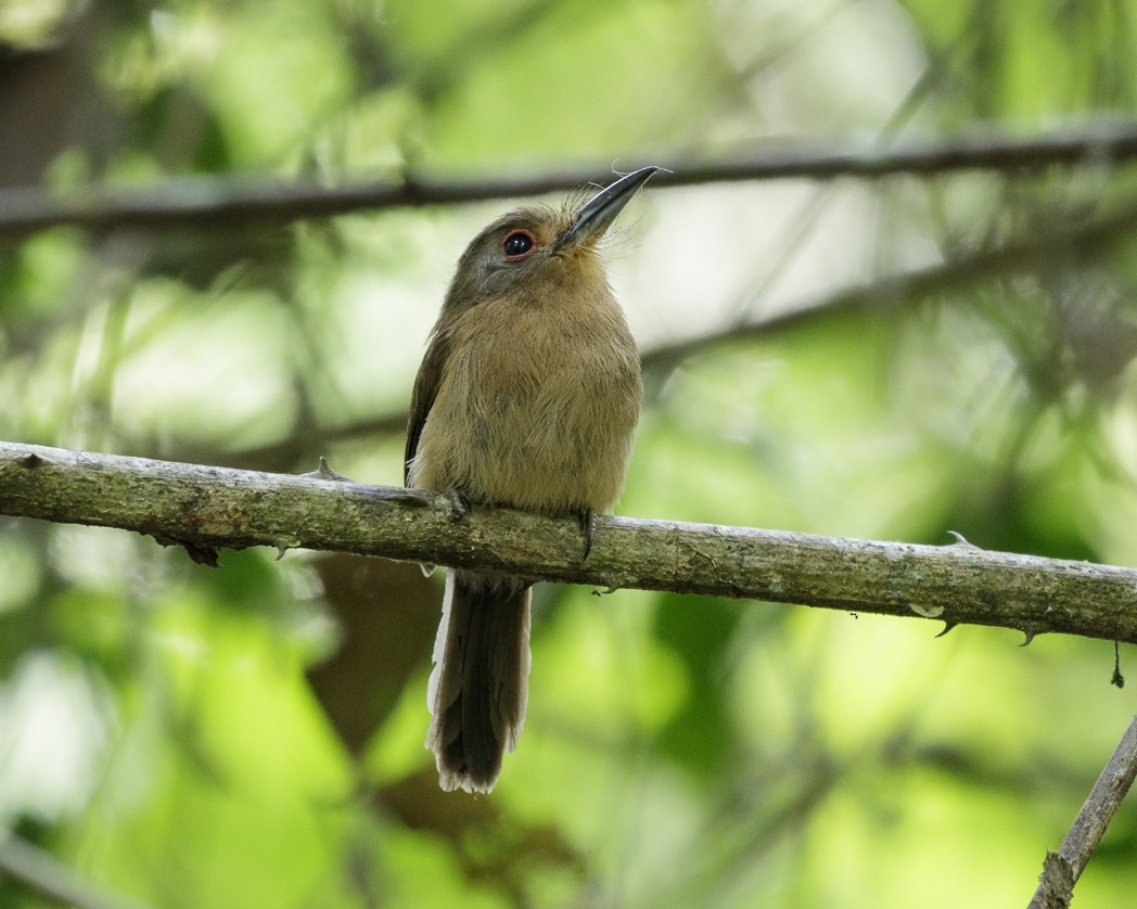 Gelbkinn-Faulvogel - ML203554941